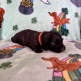 Mr  Orange Collar - Brindle male Dachshund puppy in Willow Springs, Missouri from Krazy Acre Farm