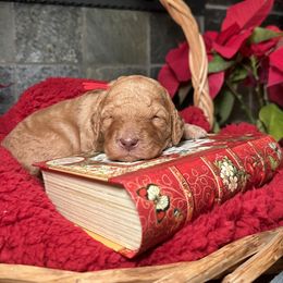 Goldendoodle Puppies from S_and_b_doodles