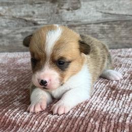 George - Sable male Pembroke Welsh Corgi puppy in Ledbetter, Texas from Texas Pembroke Corgis
