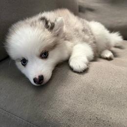 Thumper - Merle female Pomsky puppy in West Sacramento, California from Pinkie's Pomskies