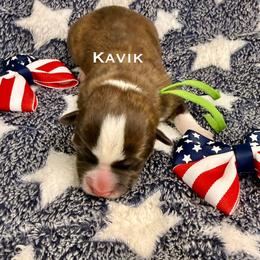 Kavik - Brindle and white male American Corgi puppy in Sedro Woolley, Washington from Patriot Corgis
