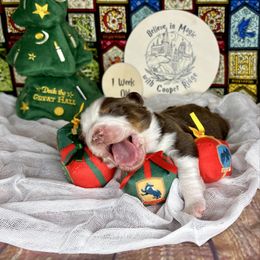 Ginny - Black tri-color female Australian Shepherd puppy in Fredericksburg, Virginia from Cooper Ridge Aussies