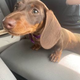Daisy Mae - Dachshund