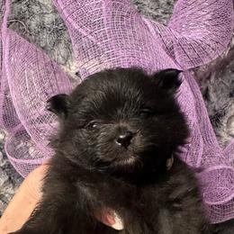 Violet - Black female Pomeranian puppy in Scio, Oregon from Mac Daddy Poms