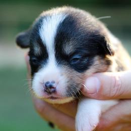 Jelly - Black and tan female Pembroke Welsh Corgi puppy in Star City, Arkansas from Say When Corgi Co.