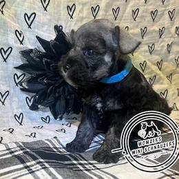 Blue Collar - Salt and pepper male Miniature Schnauzer puppy in Conroe, Texas from Wowzers Mini Schnauzers