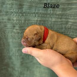 Blaze - Dark golden male Golden Retriever puppy in Fruitland, Idaho from Bethel Retrievers