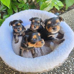 Yorkshire Terrier Puppies from JUAREZ FAMILY YORKIES