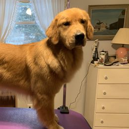 Golden Retrievers from Sue Gamble's Golden Retrievers