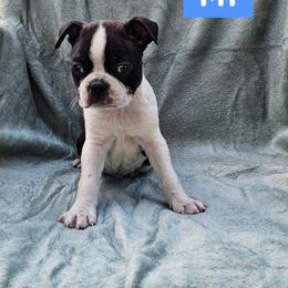 M1 - Brindle and white male Boston Terrier puppy in Newton Grove, North Carolina from Sassifras Boston Terriers