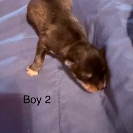 Boy 2 - Agouti and white male Siberian Husky puppy in Columbus, Ohio from Jamuison’s Siberian Huskies