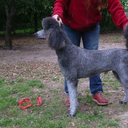 Poodles from Mithril Standard Poodles