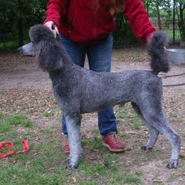 Poodles from Mithril Standard Poodles