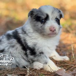 Blue Merle rough coat - Border Collie puppy from Whisenhunt Farms