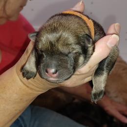 Orange Collar - Red female Eurasier puppy in Lakewood, Ohio from Exquisite Eurasier