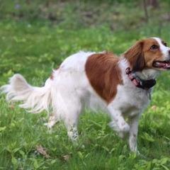 Nederlandse Kooikerhondjes from de Hemert Kooikers