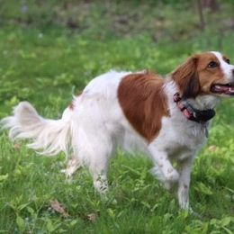 Nederlandse Kooikerhondjes from de Hemert Kooikers