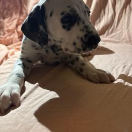 Bingbing bong - White and black male Dalmatian puppy in Fort Cavasos, Texas from Mainstreet Dalmation