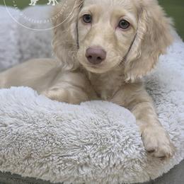 Dachshund Puppies from Doxi Delights AKC Miniature Dachshunds