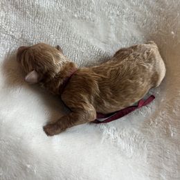 Ruby Collar AKC - Red  female Poodle puppy in Powder Springs, Georgia from West Cobb Dogs