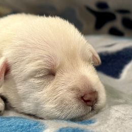 Miniature Schnauzer Puppies from The schnauzer Shack