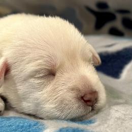 Miniature Schnauzer Puppies from The schnauzer Shack