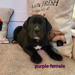 Black Beauty- Purple and yellow collar - Boerboel puppy in Royse City, Texas from Leontix Boerboels