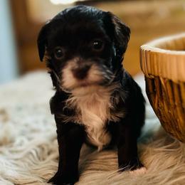 Wren - Chocolate and white female Havapoo puppy in Natural Bridge, Virginia from Rockbridge Puppies