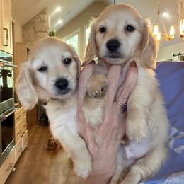 Hero (3500) - Cream male Dachshund puppy in Hensley, Arkansas from The Dachshund Barn
