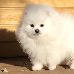 Pomeranians from WhitePomeraniansForYou.com
