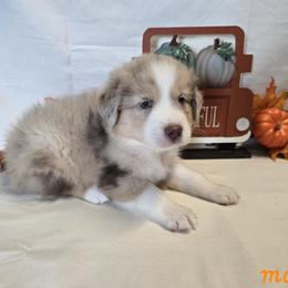 Boy 4 - Red merle male Australian Shepherd puppy in Lakeland, Florida from Diamond P Australian Shepherds