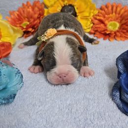 Blue Brindle Boy - Blue male Boston Terrier puppy in Corsicana, Texas from JT Bostons