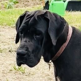Herky - Great Dane