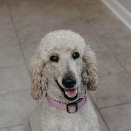 Fiona - Poodle