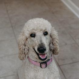 Fiona - Poodle