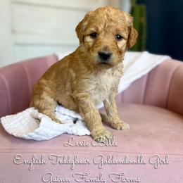 Lexie Belle English Teddybear - Apricot female Goldendoodle puppy in Grove, Oklahoma from Guinn Family Farms