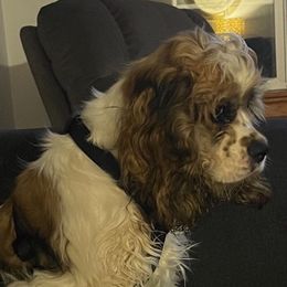 Olly - Cocker Spaniel