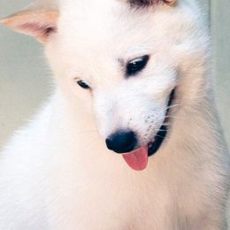 Hokkaidos from Apricity Kennel