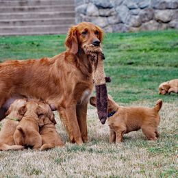 Golden Retriever Puppies from Up Beat Golden's