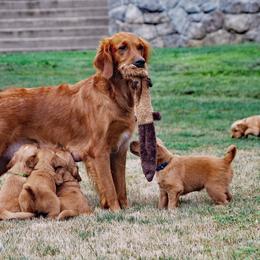 Golden Retriever Puppies from Up Beat Golden's