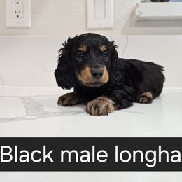 Dachshund Puppies from Christian Perez