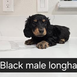 Dachshund Puppies from Christian Perez