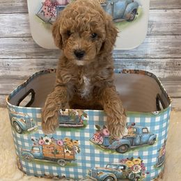 Goldendoodle and Poodle Puppies from Mustanghills Doodles and Poodles