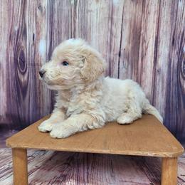 Olive - Apricot male Goldendoodle puppy in Grabill, Indiana from Rose's Doodles