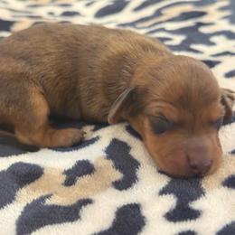 Raccoon eyed brindle wild boar - Wild boar and cream male Dachshund puppy in Honolulu, Hawaii from A&A Mini Dachshunds