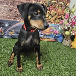 Miniature Pinscher Puppies from Pike's Pups