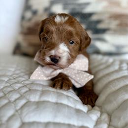 Bud - Red  male Goldendoodle puppy in Queen Creek, Arizona from Sunny Doodles