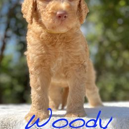 Goldendoodle Puppies from O’Doodle Clan Goldendoodles