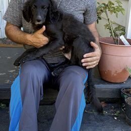 Fonzie - Black phantom male Aussiedoodle puppy in Bradenton, Illinois from Pecan Place Aussiedoodles