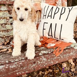 Leia - Parti Poodle puppy in Arkansas from Blackwood Poodles